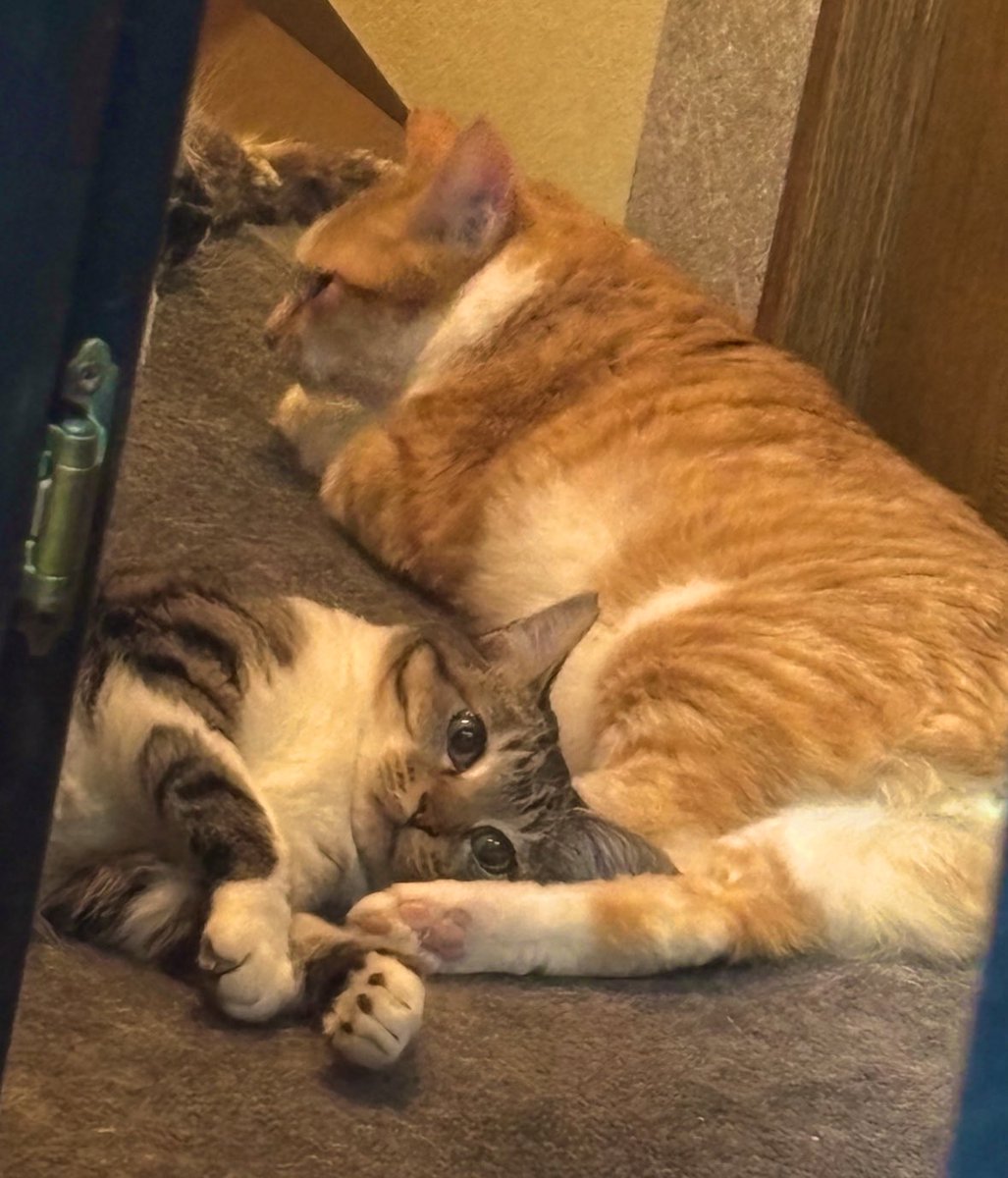 ASAGI Official Account (@ASAGI_SOLO) / Highlights / X