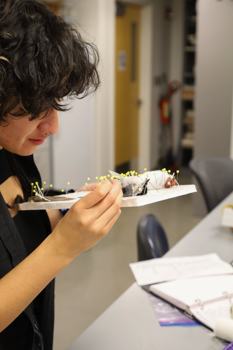 KU Natural History Museum tweet media