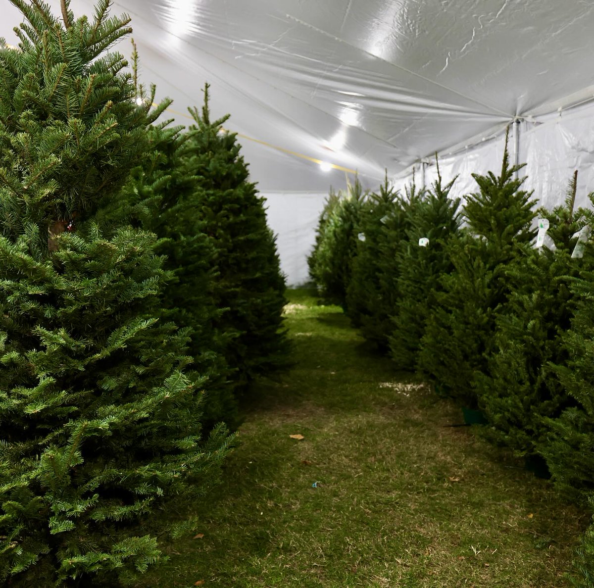 For the first time ever, you can buy fresh, real holiday trees right in the heart of downtown San Antonio at Travis Park! 🌲

⏱️ Now through December 23
Sun: Fri: 11 a.m.–9 p.m.
Sat: 9 a.m.–9 p.m.

Travis Park – Downtown San Antonio, 301 E. Travis St.

-Trees, wreaths, garland,