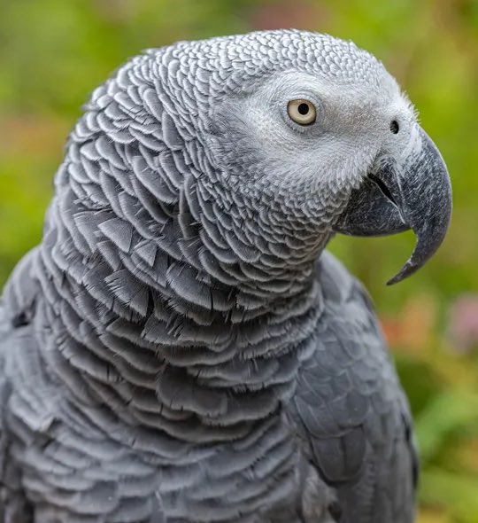 Morbid Facts tweet media