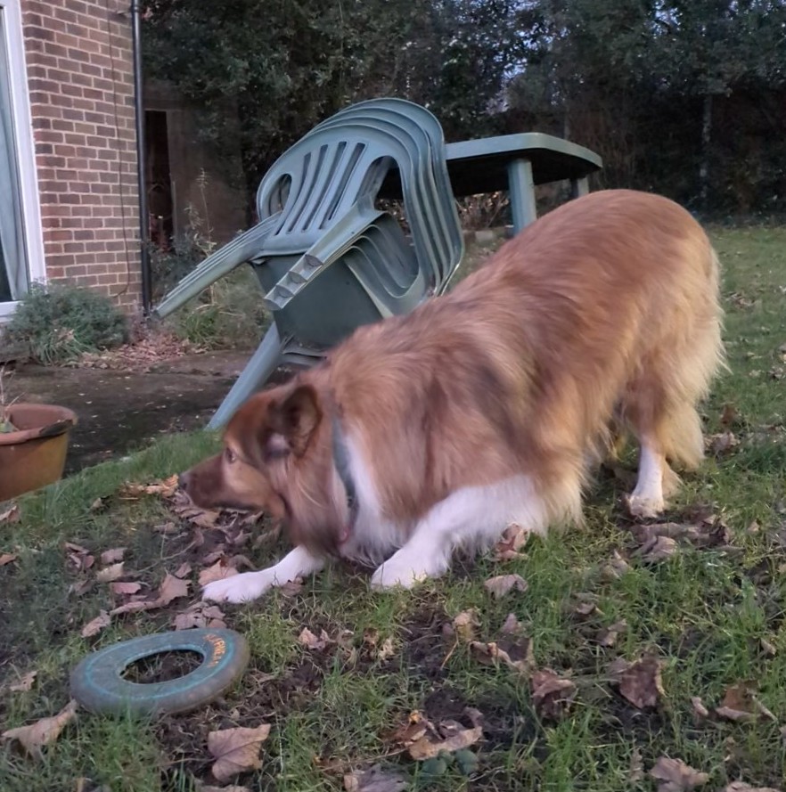 CamasTheCollie's tweet image. Grateful as I am to play Frisbee in the garden, it's still Wednesday. Happy to report no limping. 🐾🐾🔘🙂
#BorderCollie
#GardenGames
#ThrowIt
#WontLookWednesday