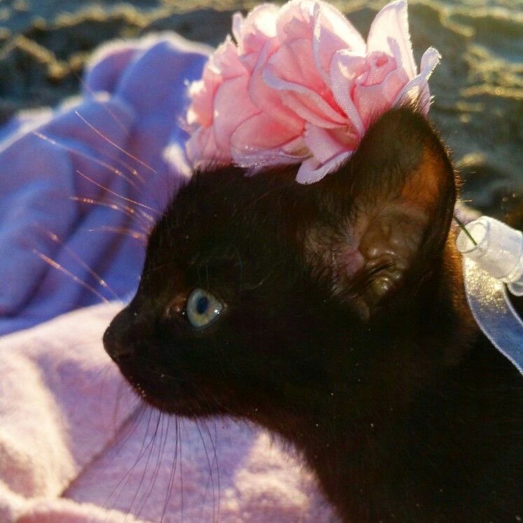 Black cats are not bad luck (@visualscat) on Twitter photo 