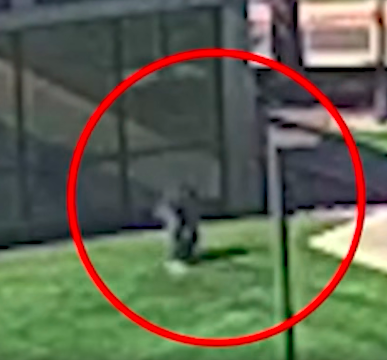 Magilla Gorilla 39 tweet media