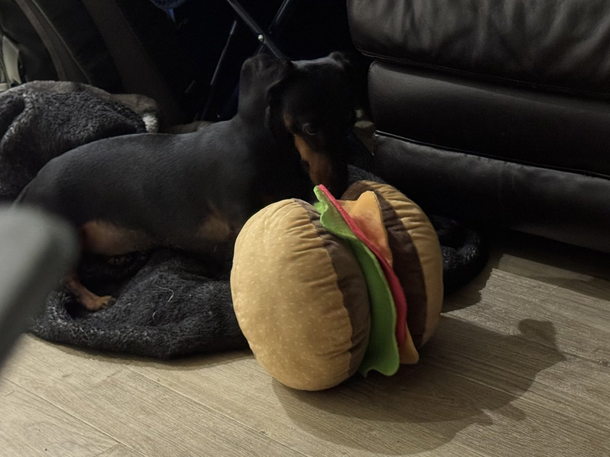 BarbAngel409's tweet photo. #newtoyday Evie loves her early #ChristmasGift from @BanburyPets @PetsatHome #dachshund #lovemydog 🐶❤️ https://t.co/MlQmPcrGWt