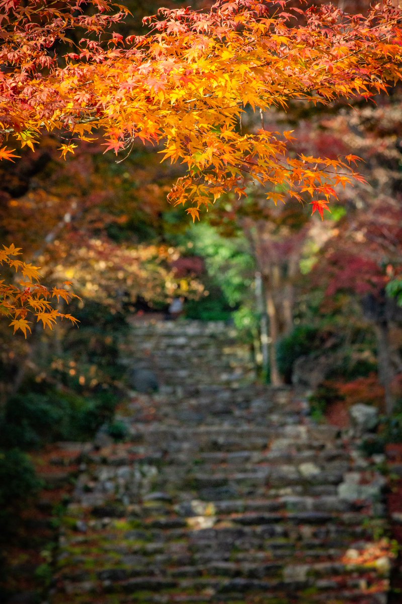 秋の特別公開〜12月14日まで🍁