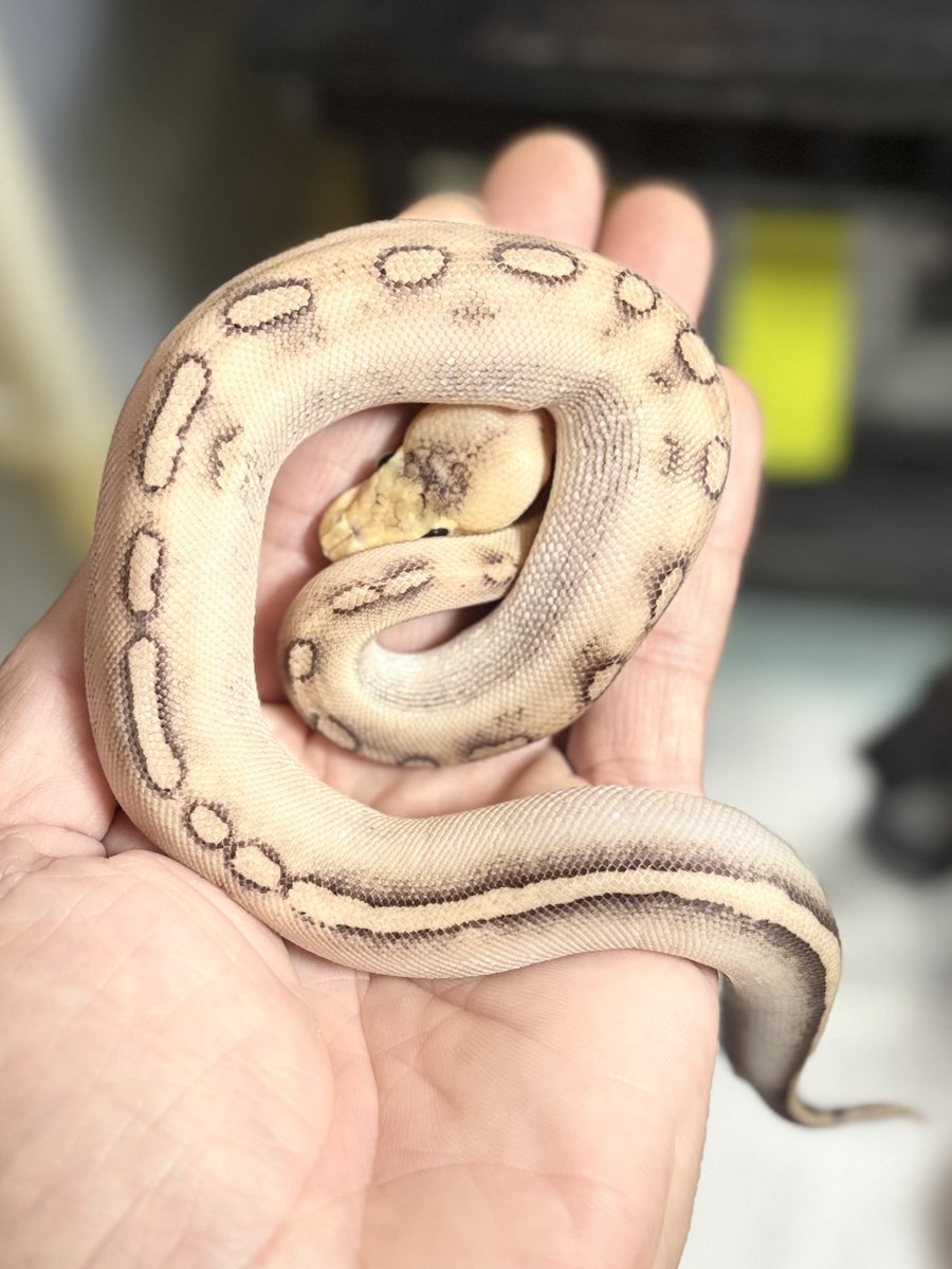 h904K1ivGXHzBJH's tweet image. 脱皮完了✨

#ballpython
#ボールパイソン