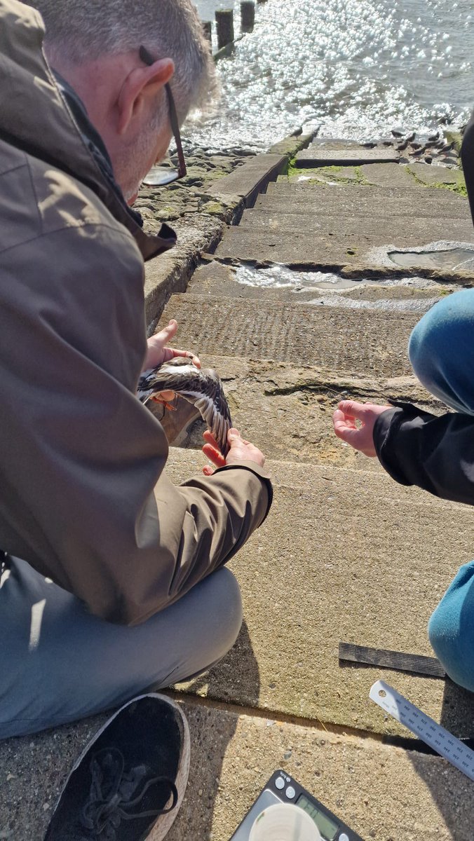 South Essex Ringing Group tweet media