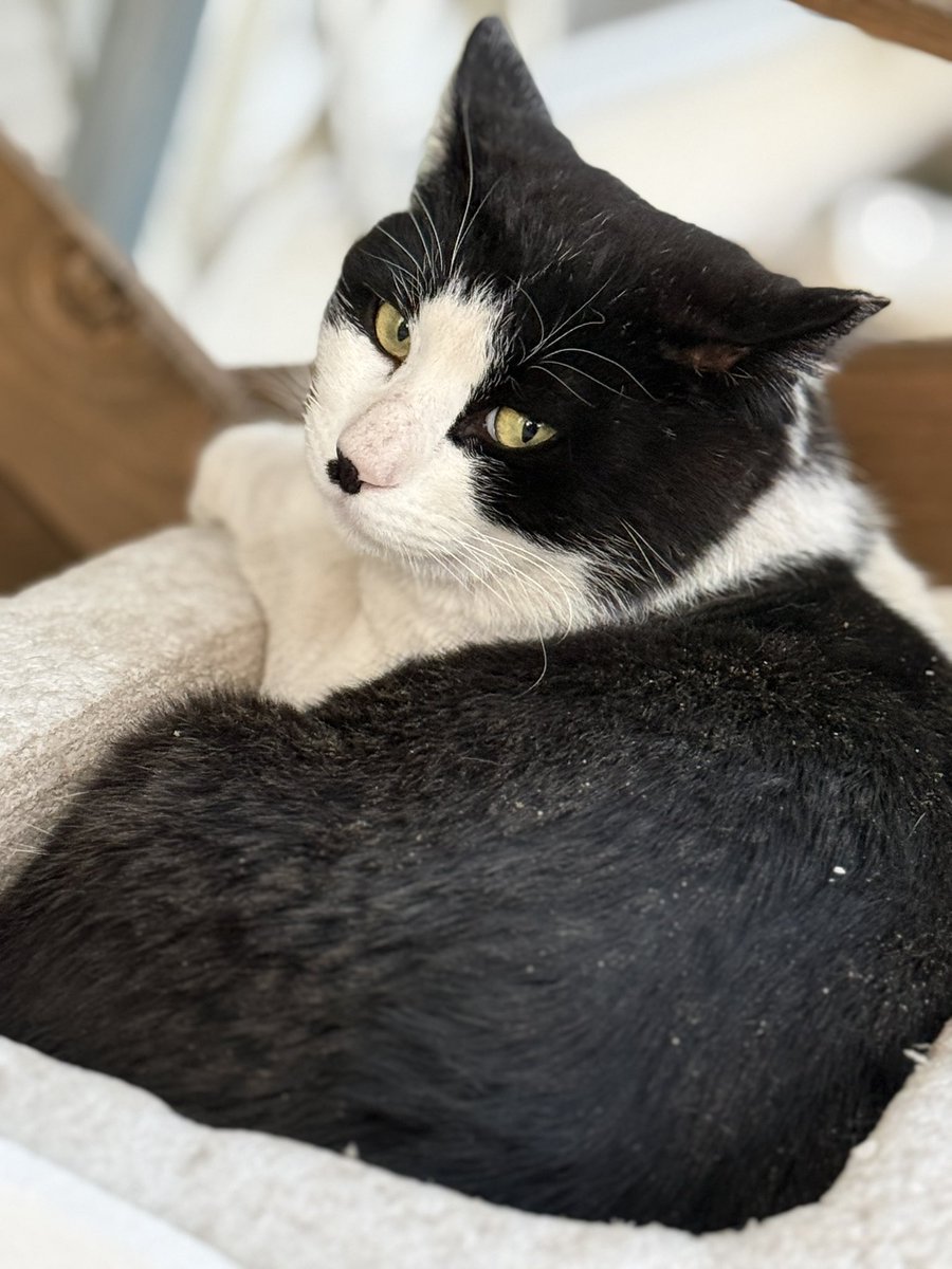 きゅう (@omo93) / Posts / X