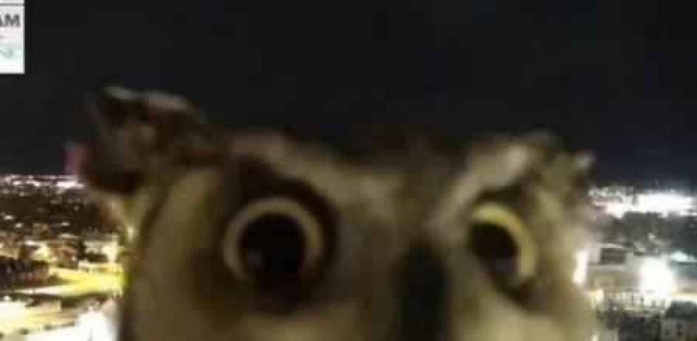 sanchezismo tweet media