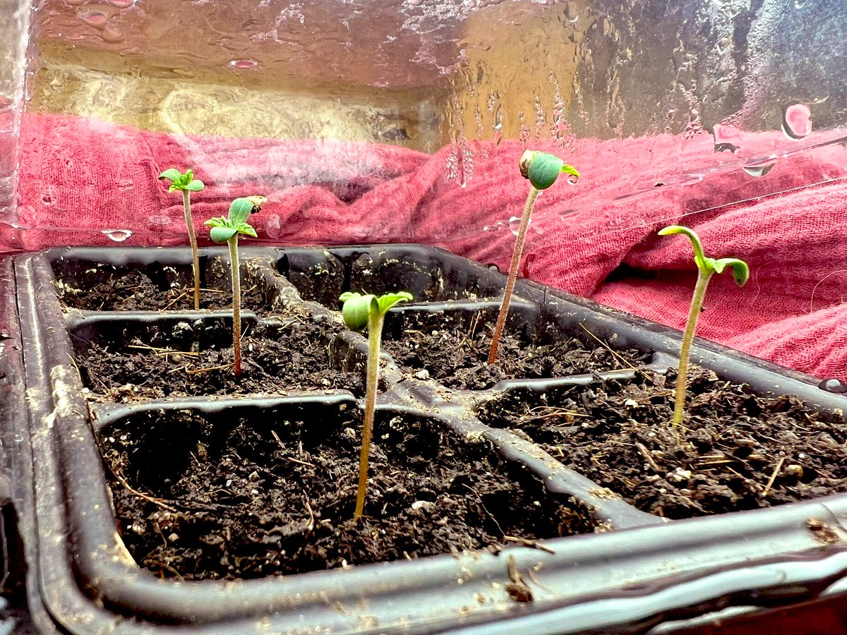 ReeferKeefer1's tweet photo. Out with the old - new seedlings are on their way! 🌱 Went to the vault for some favs from the past. Apple Mac V2 on the left and Romulan Cherry Tahoe on the right #growyourown https://t.co/JBTafenChu
