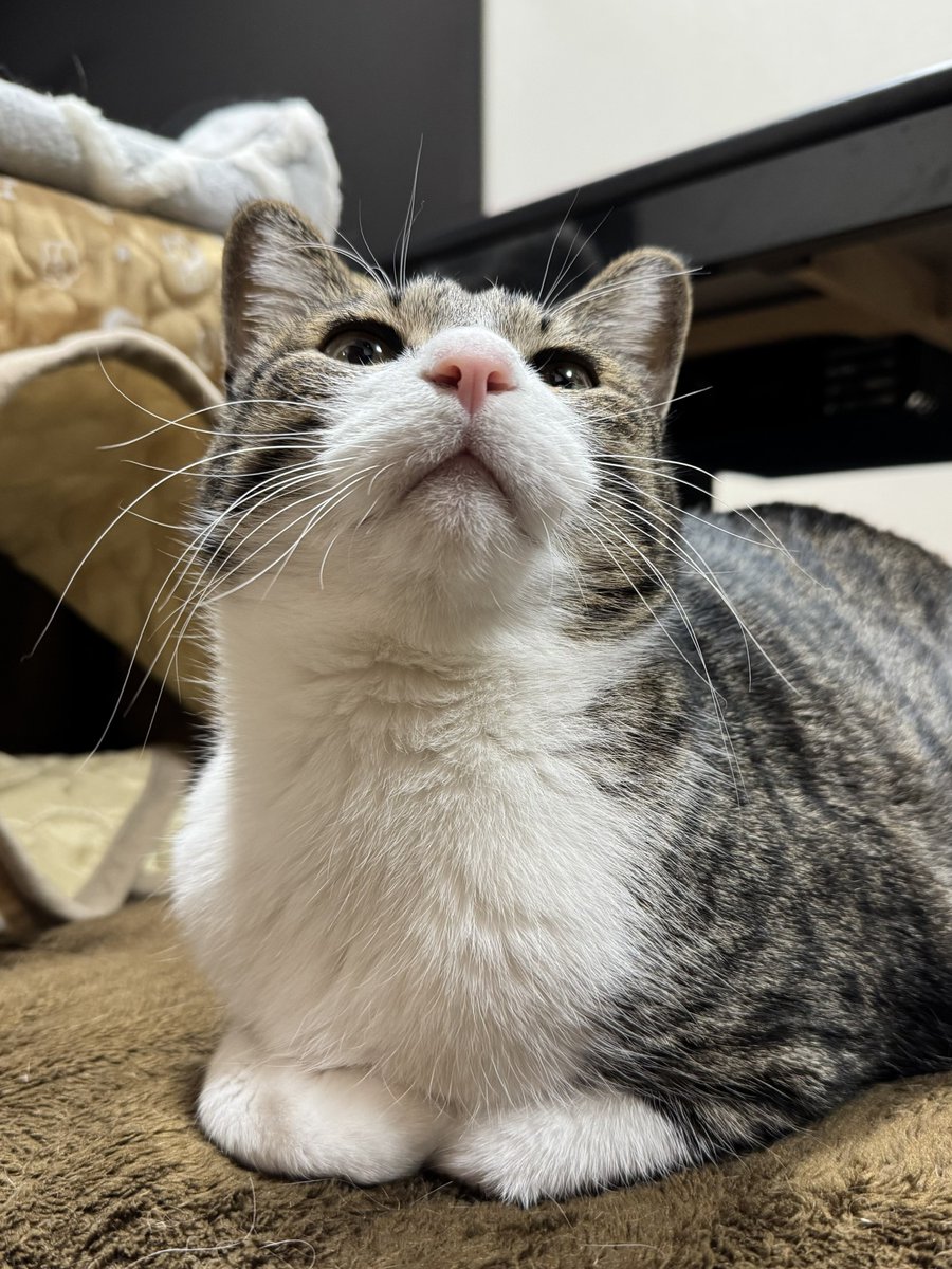 ぎんのねこ (@ginnonekoch) / Posts / X