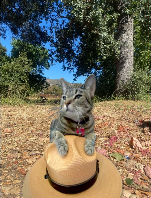 Santa Monica Mt Fund tweet media