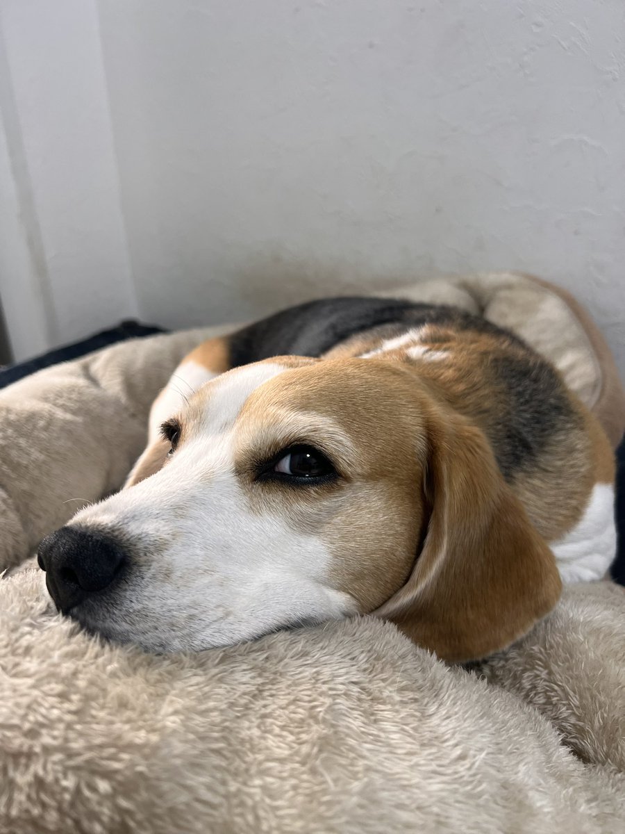 Beagle, Charlie & Momo (@revival_basser) / Posts / X