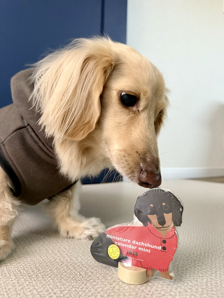 ダックスのカレンダー🗓️ 特に必要ないのに…つい買ってしまった😭