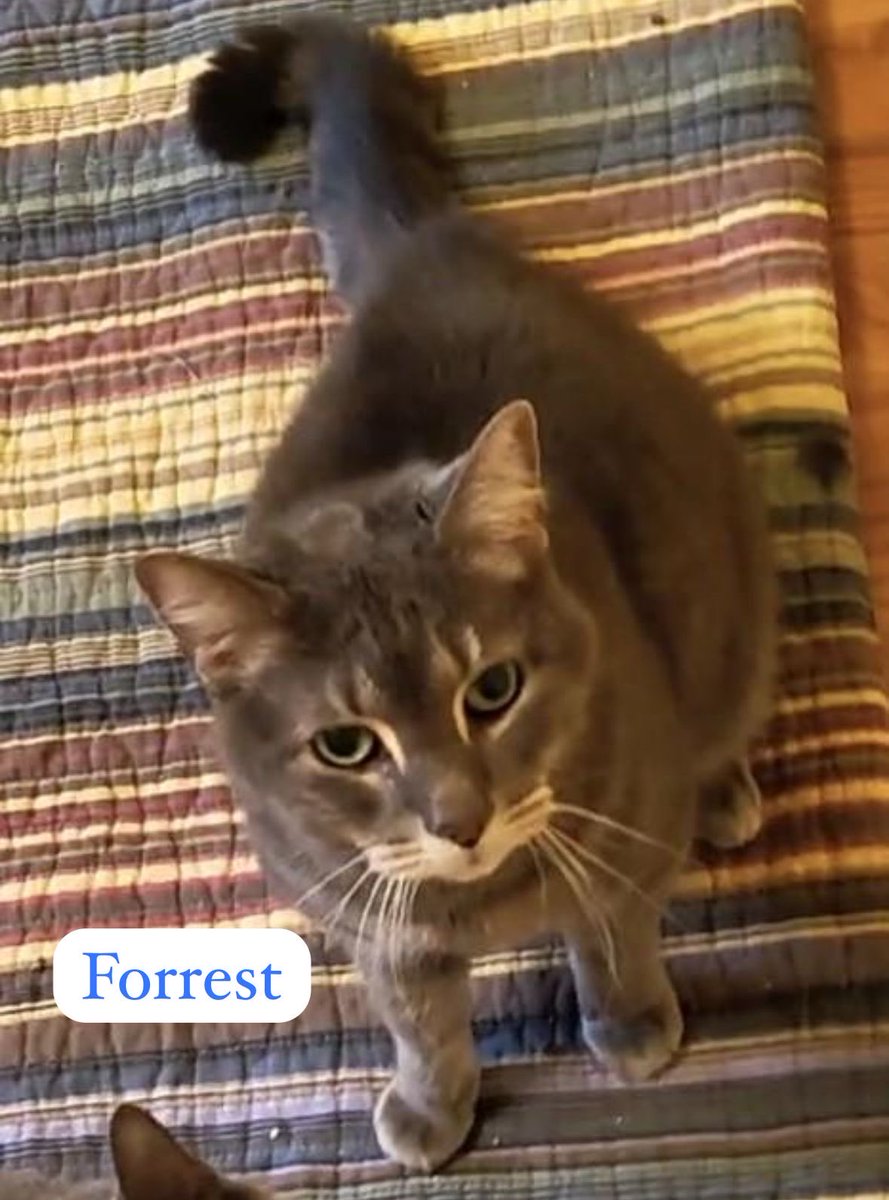 rescueridge's tweet photo. Courtesy Post: Daisy &amp; Forrest are searching for their new forever home together due to their momma passing away unexpectedly 😢 

Relatives are currently caring for them but due to other cats in the home they can’t stay with them permanently. https://t.co/6yENomfRjA