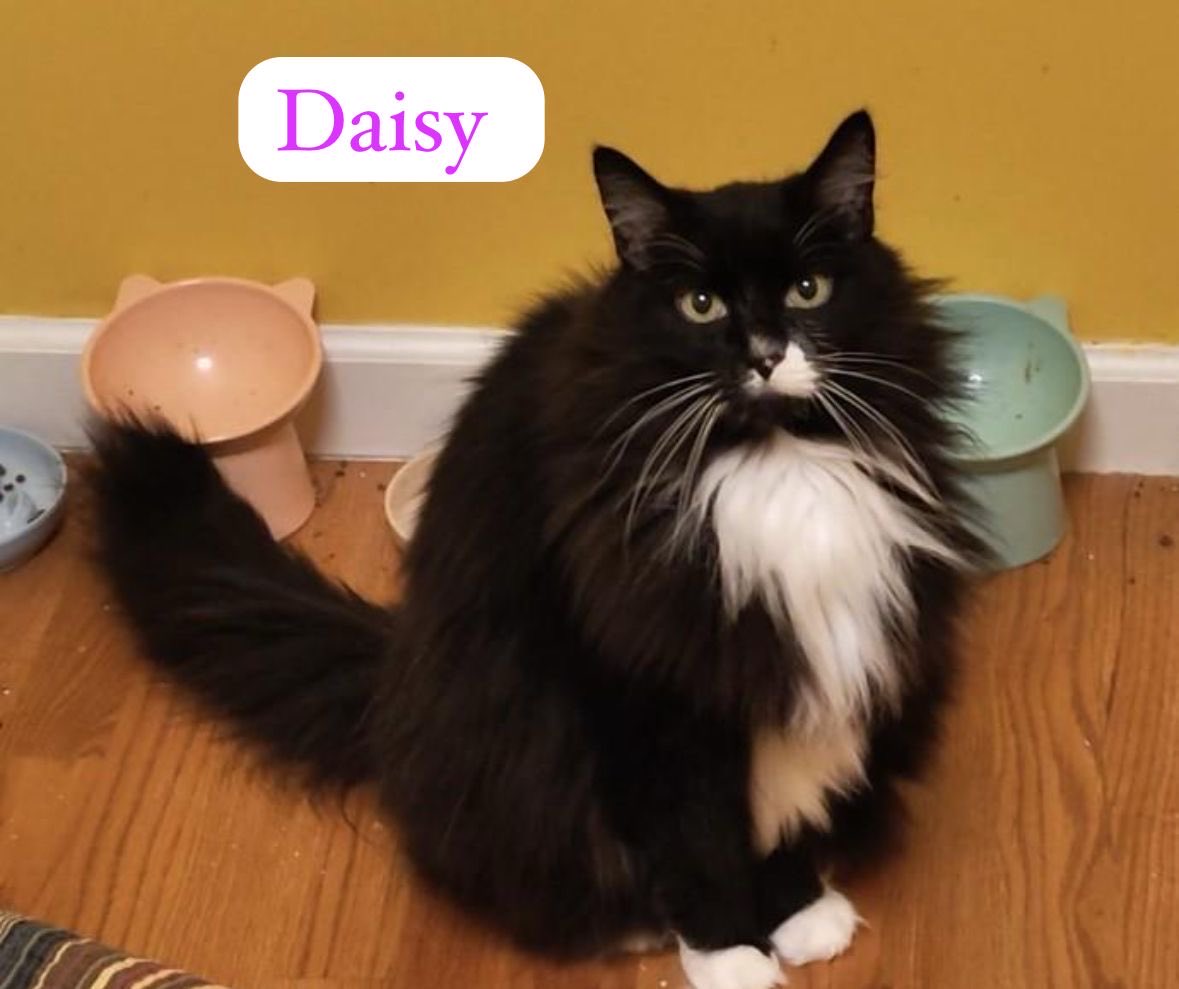 rescueridge's tweet photo. Courtesy Post: Daisy &amp; Forrest are searching for their new forever home together due to their momma passing away unexpectedly 😢 

Relatives are currently caring for them but due to other cats in the home they can’t stay with them permanently. https://t.co/6yENomfRjA