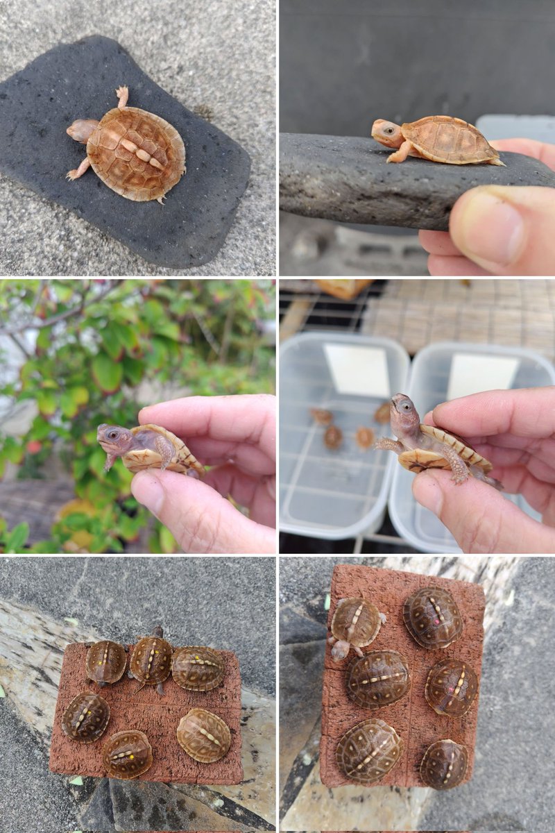 tito (@34_wgnc) / Posts / X