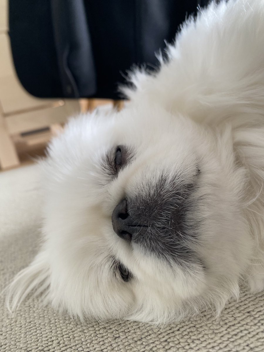 こはく (@kohaku220907) / Posts / X