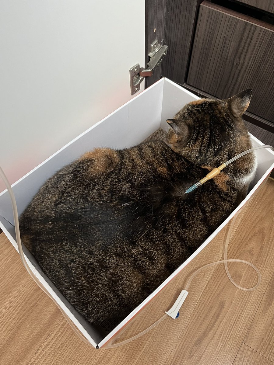 오늘도 수액 맞을 시간 지났다고 먼저 수액 박스에 들어가서 기다림 ㅠㅠㅠㅠㅠㅠㅠ 똑똑한 기특 고양이 ㅠㅠㅠㅠㅠㅠㅠ