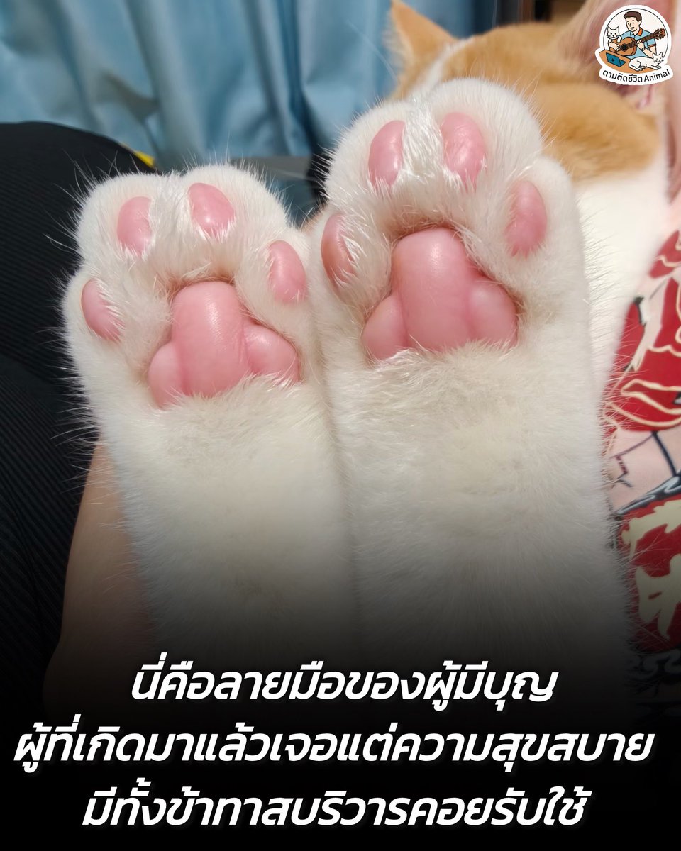 นี่คือเส้นลายมือของผู้มีบุญวาสนา 😖
ปล.ขอดูลายมือผู้มีบุญวาสนาที่บ้านหน่อยฮะ

#หมา #แมว #ทาสแมว #อาณาจักรสัตว์โลก #ตามติดชีวิตAnimal
