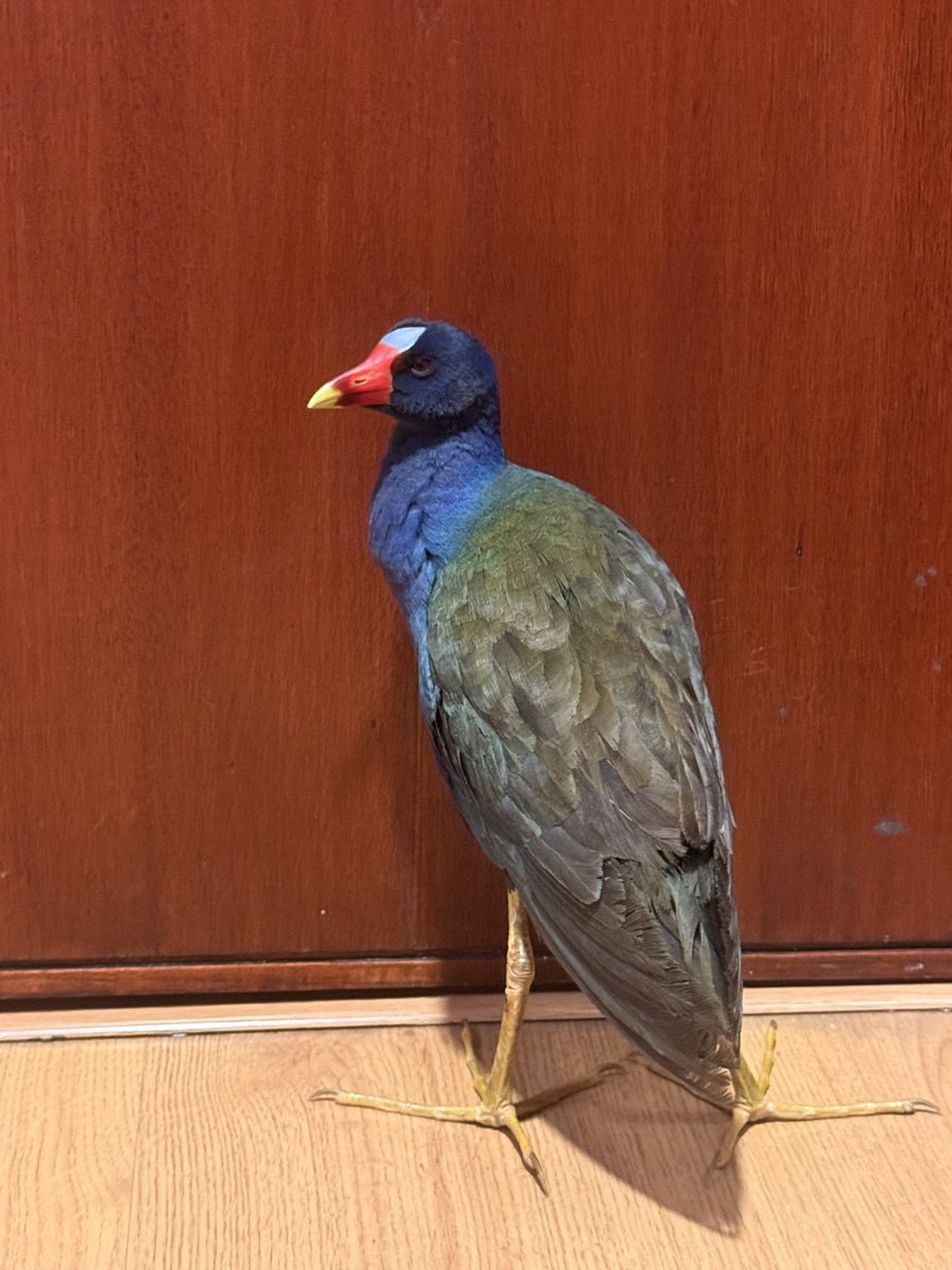 _inwareness's tweet image. Muestra de cómo la pólvora afecta la migración local de las aves y su bienestar:

Rescatamos una Tingua en pleno chapinero.