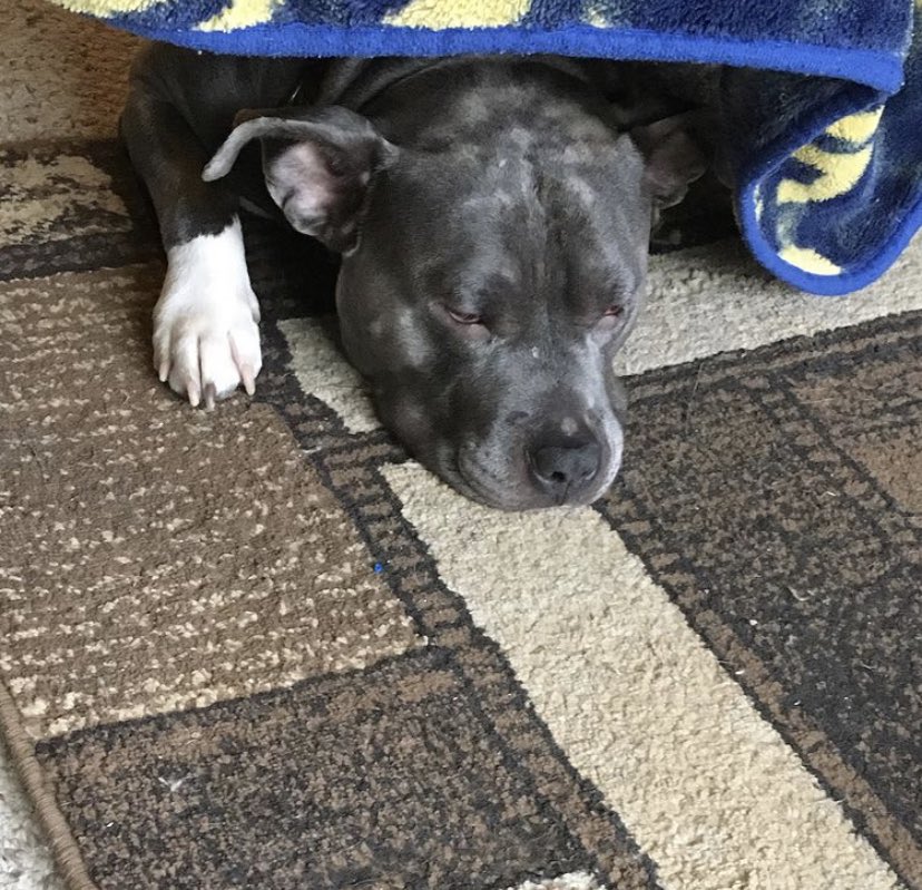 Friends3167's tweet image. Rest in peace my sweet Diesel💙 You will forever be loved and missed! You were the bestest boy in the world but you have now gained your angel wings. Hugs from here on earth to you in Heaven✨