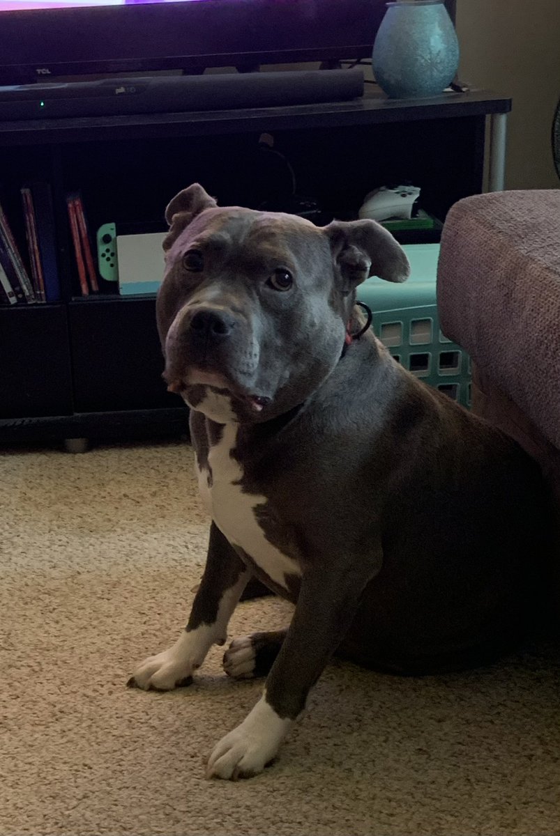 Friends3167's tweet image. Rest in peace my sweet Diesel💙 You will forever be loved and missed! You were the bestest boy in the world but you have now gained your angel wings. Hugs from here on earth to you in Heaven✨