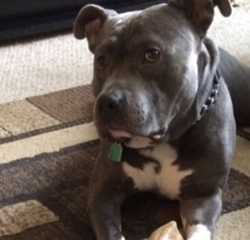 Friends3167's tweet image. Rest in peace my sweet Diesel💙 You will forever be loved and missed! You were the bestest boy in the world but you have now gained your angel wings. Hugs from here on earth to you in Heaven✨