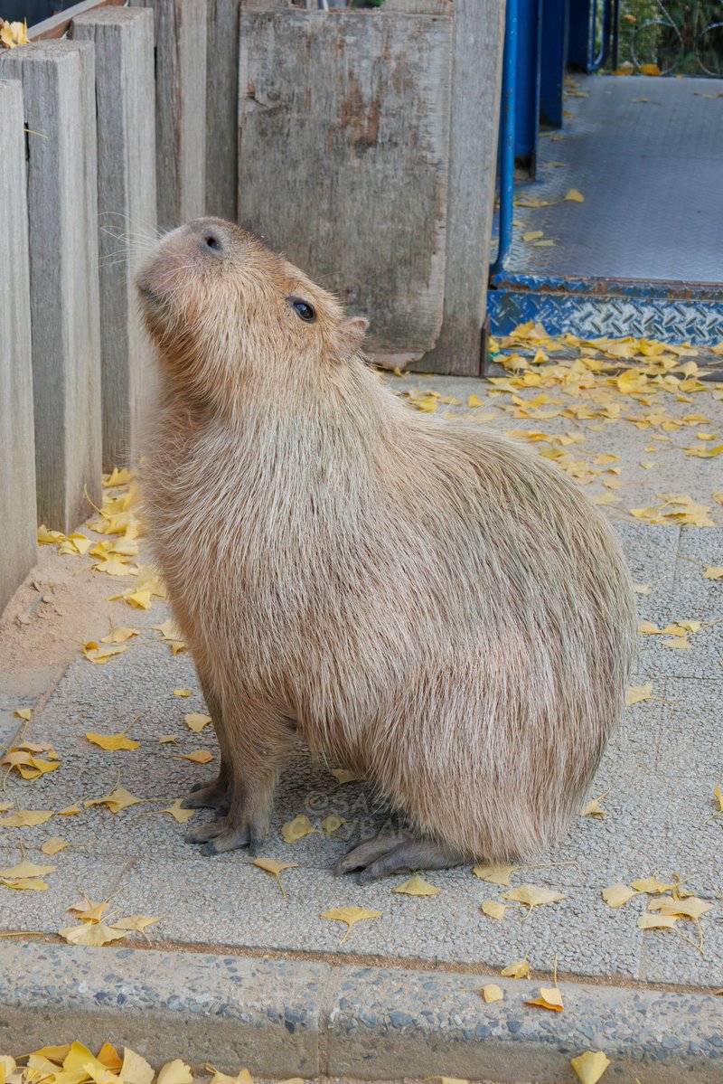カピバラページ Post by Momo and other cats 🐱 on X: ねこver