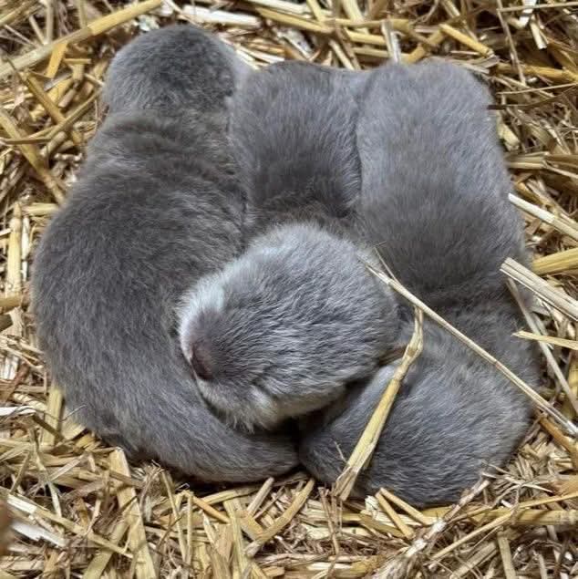 Funny Otters tweet media