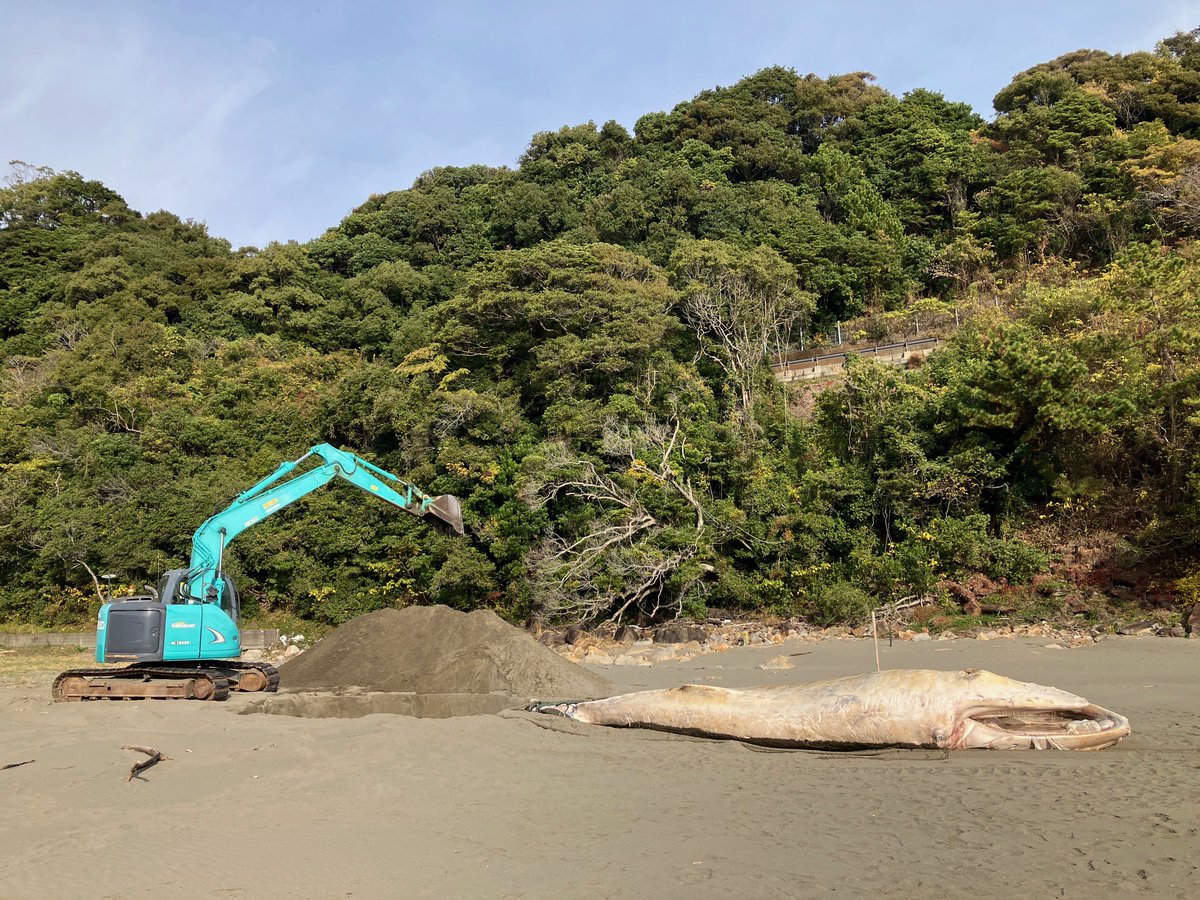 東洋町の甲浦で見つかったザトウクジラさん。

きのう生見の砂浜に埋葬されました。