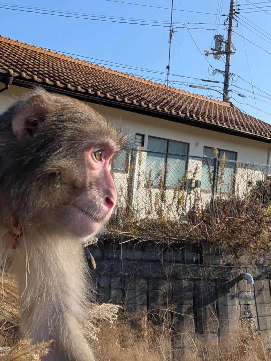 近藤ようこ (@suikyokitan) / Posts / X