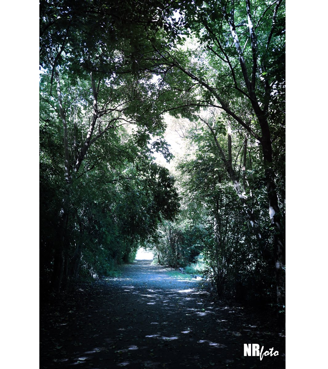 Ecoparque de San Fernando, provincia de Buenos Aires, Argentina #ecoparque #sanfernando #naturaleza #arboles #landscape #parque #fotografía #color #paisaje #photography #photo #park #trees #ecología #ecology #nature #parc #ecologie #photographier #argentina #arbres #paysage