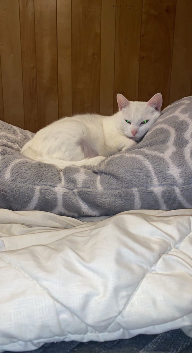 doll_keeper's tweet photo. Nobody follows me on here so this feels like the best place to get some thoughts out. My heart feels so heavy waking up every day not seeing you around the corner meowing for your breakfast, not there swatting at Oreo as he walked by. I keep waiting to turn around and see you- https://t.co/nelMG9edwt