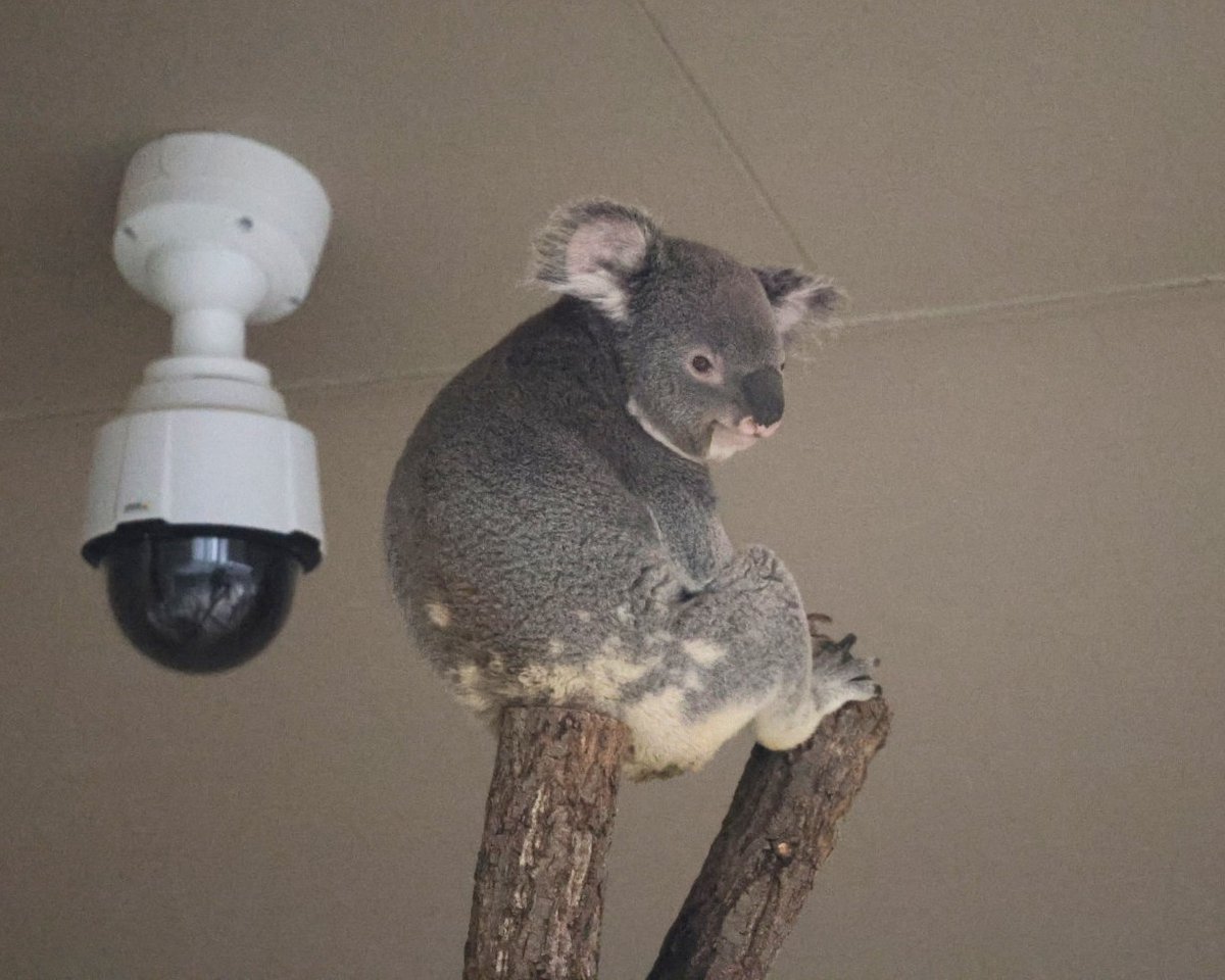 Post by 🐼🐨しぇり🐻‍❄⚾ on X: 🐨👏😚