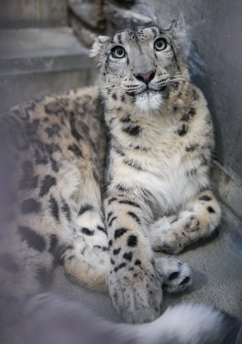 Apollyon tweet media