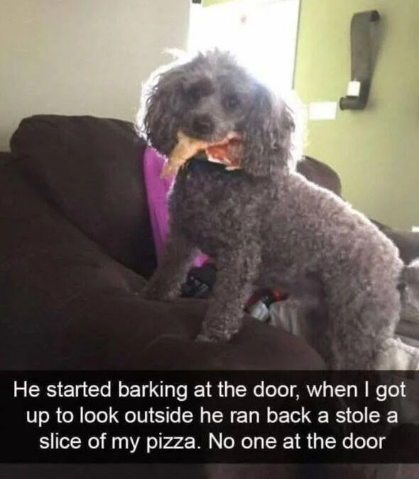 WholesomeMemes (@wholesomememe) on Twitter photo 