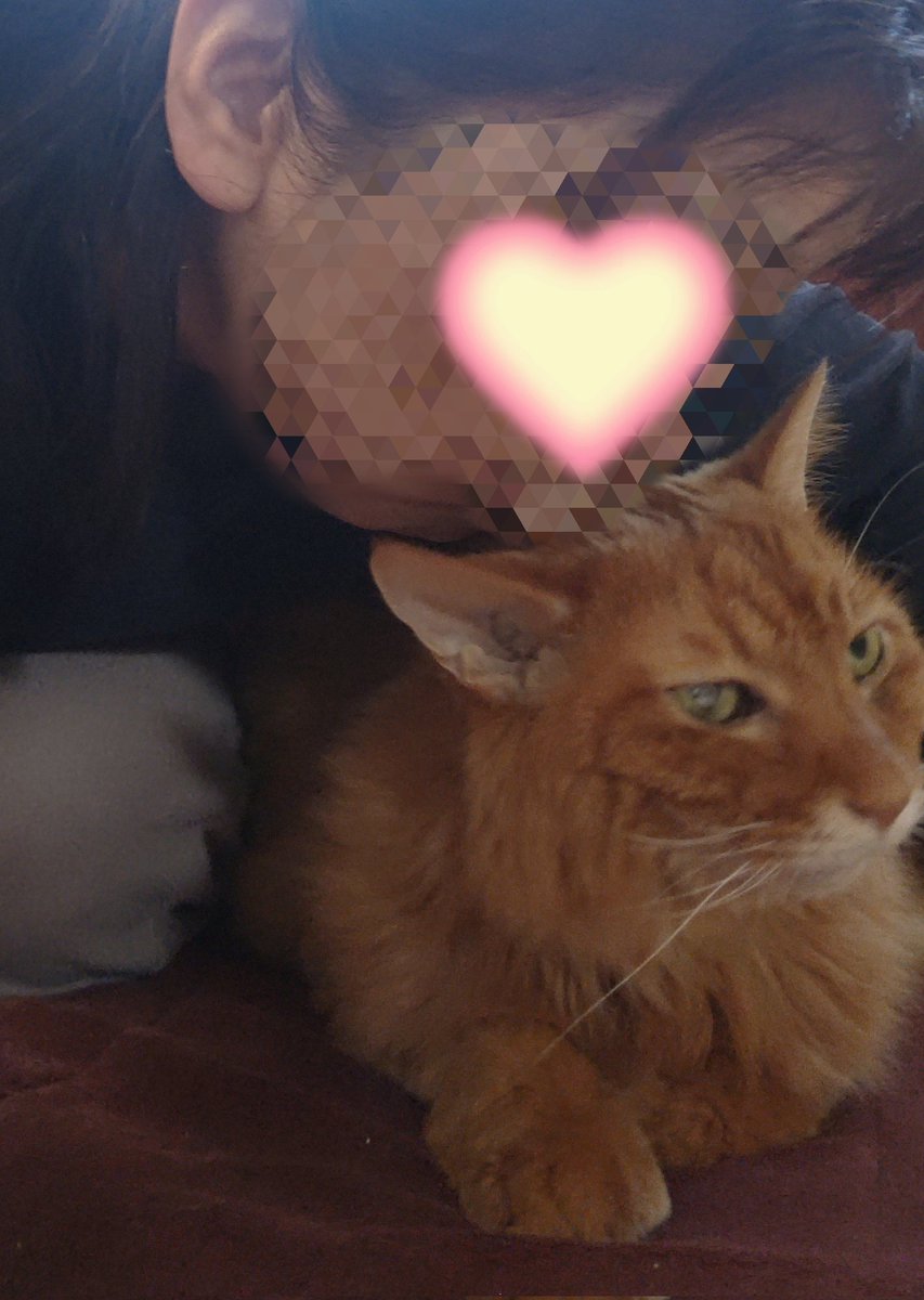 くうた
横たわって動かなくなっていました
間に合わなかった
FIPの時、皆様に助けられました、
本当に本当にありがとうございました。
まだ、呆然としてしまって…
まだ、しばらく、くうたの横で過ごします。
くうた
大好き❤️