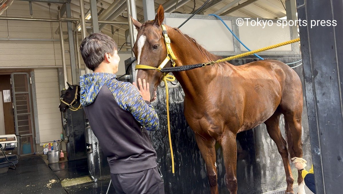 「すごい馬でした」
と厩舎の方々が話す #メイショウハリオ

あす9時半に岡田厩舎を退厩します
浜中騎手もお見送りに来られるそうです