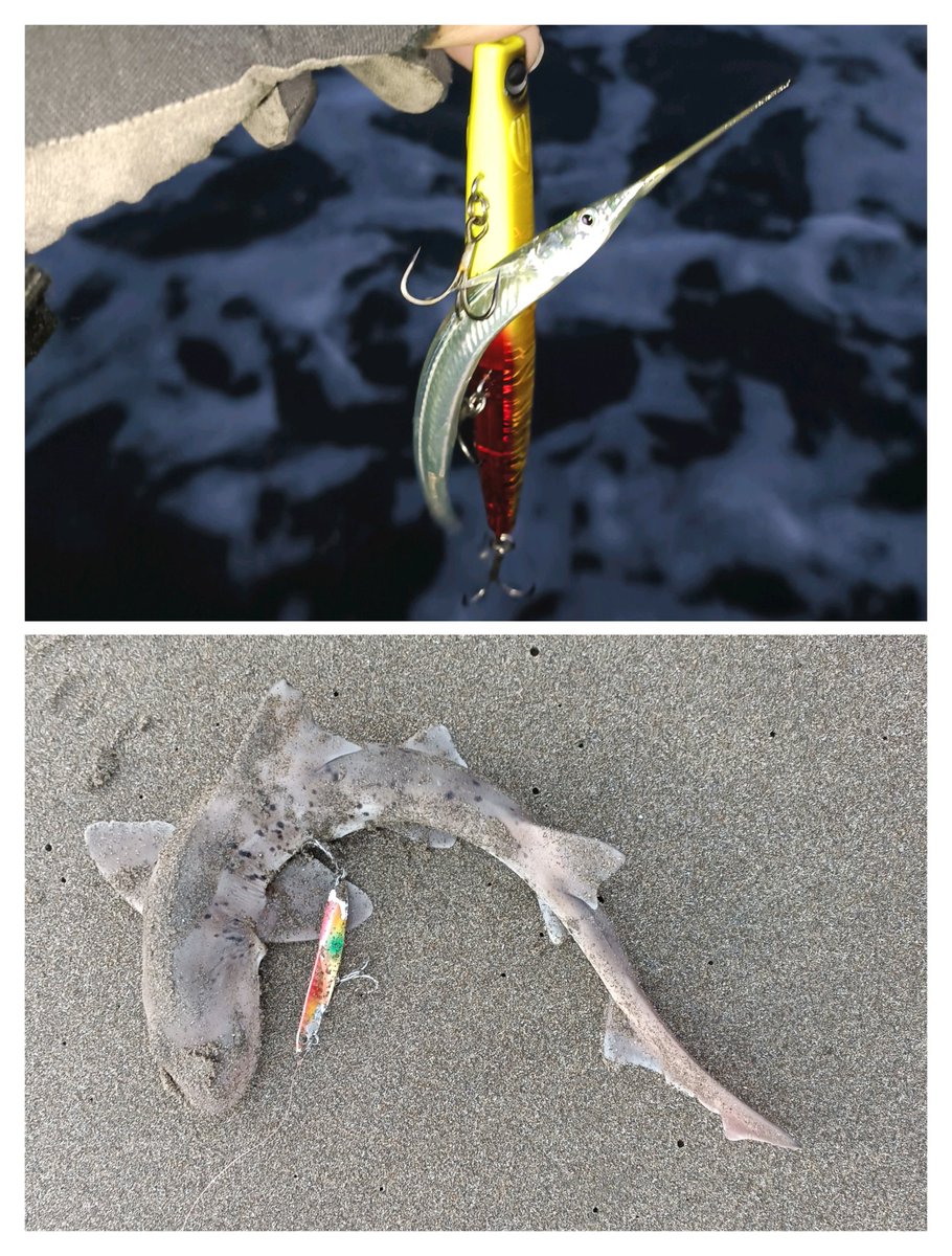 朝練#52終了。
曇り、弱い横風、ほぼ凪、沖に鳥山有り。シャーク１、サヨリ?１のみ。