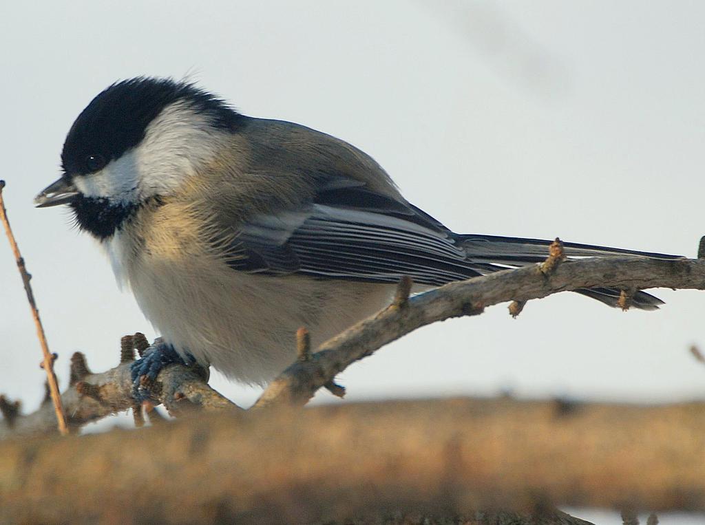 DavidJohnphoto's tweet photo. Black capped chickadee https://t.co/MrHJtkwRK8