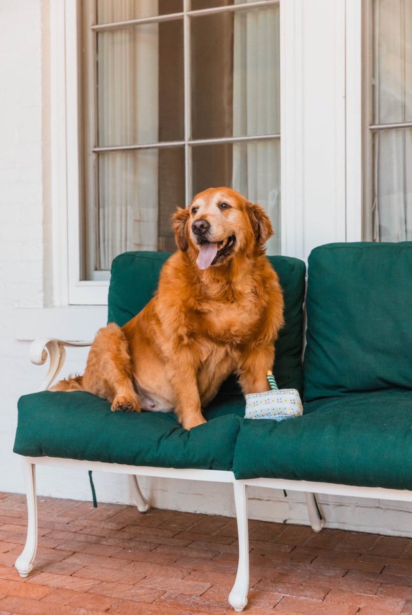 GregAbbott_TX's tweet image. Happy Birthday to Pancake.