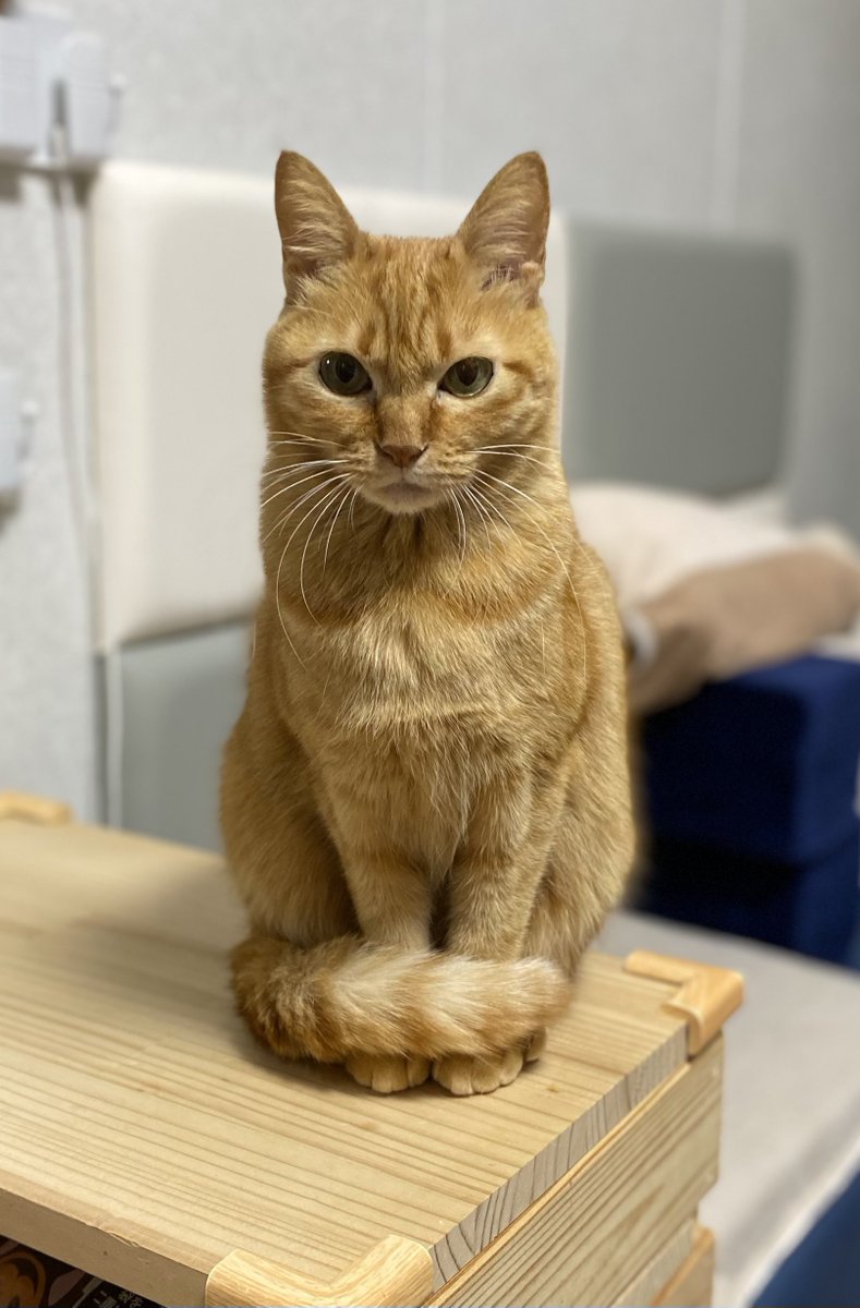 つぶ (@tsubu_0401) / Posts / X