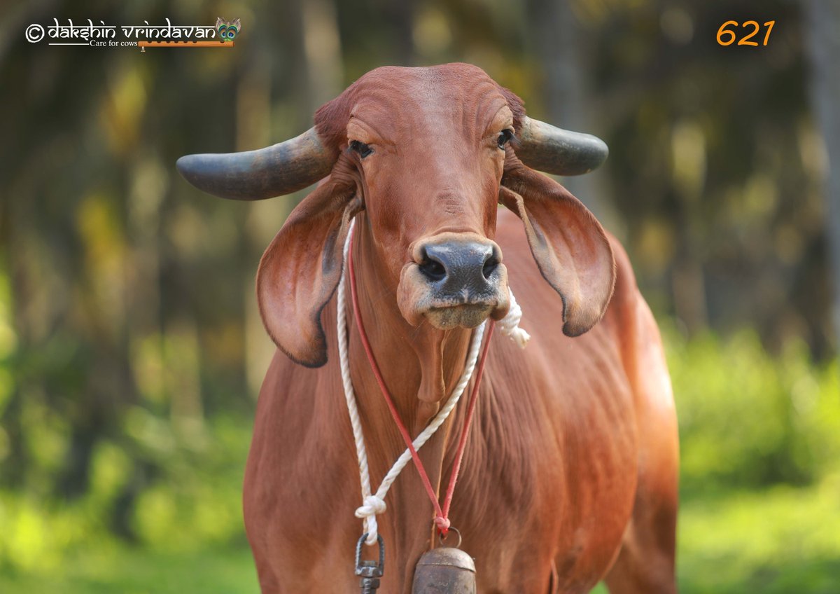 ADOPTER NEEDED 
Please Share Widely &amp; RT with Love

Seeking: A compassionate heart
To receive: Krishna’s beloved child
Blessings: Infinite Grace &amp; the love of a grateful Gau Mata 🐄✨

Meet our gentle and affectionate Gau Mata, who has arrived to Dakshin Vrindavan from Palakkad,