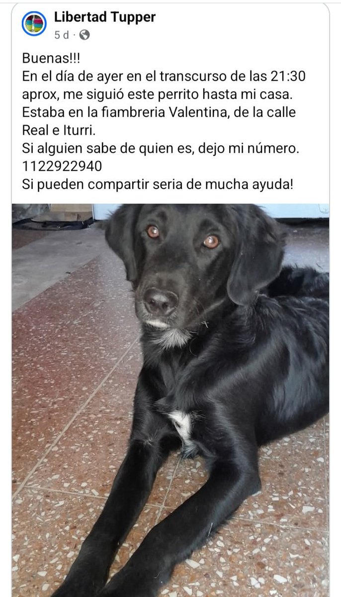 Perros de Merlo (@perrosdemerlo) on Twitter photo 