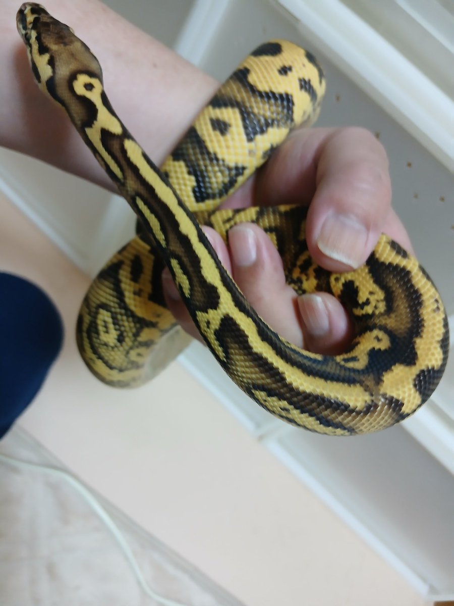 mata1177's tweet image. おはようございます(^-^)/
#バナナの家
#ボールパイソン
#ballpython 
#爬虫類