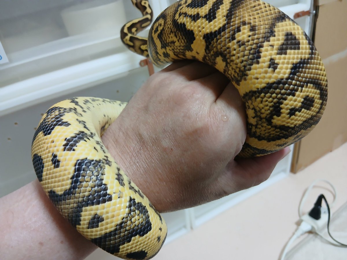 mata1177's tweet image. おはようございます(^-^)/
#バナナの家
#ボールパイソン
#ballpython 
#爬虫類