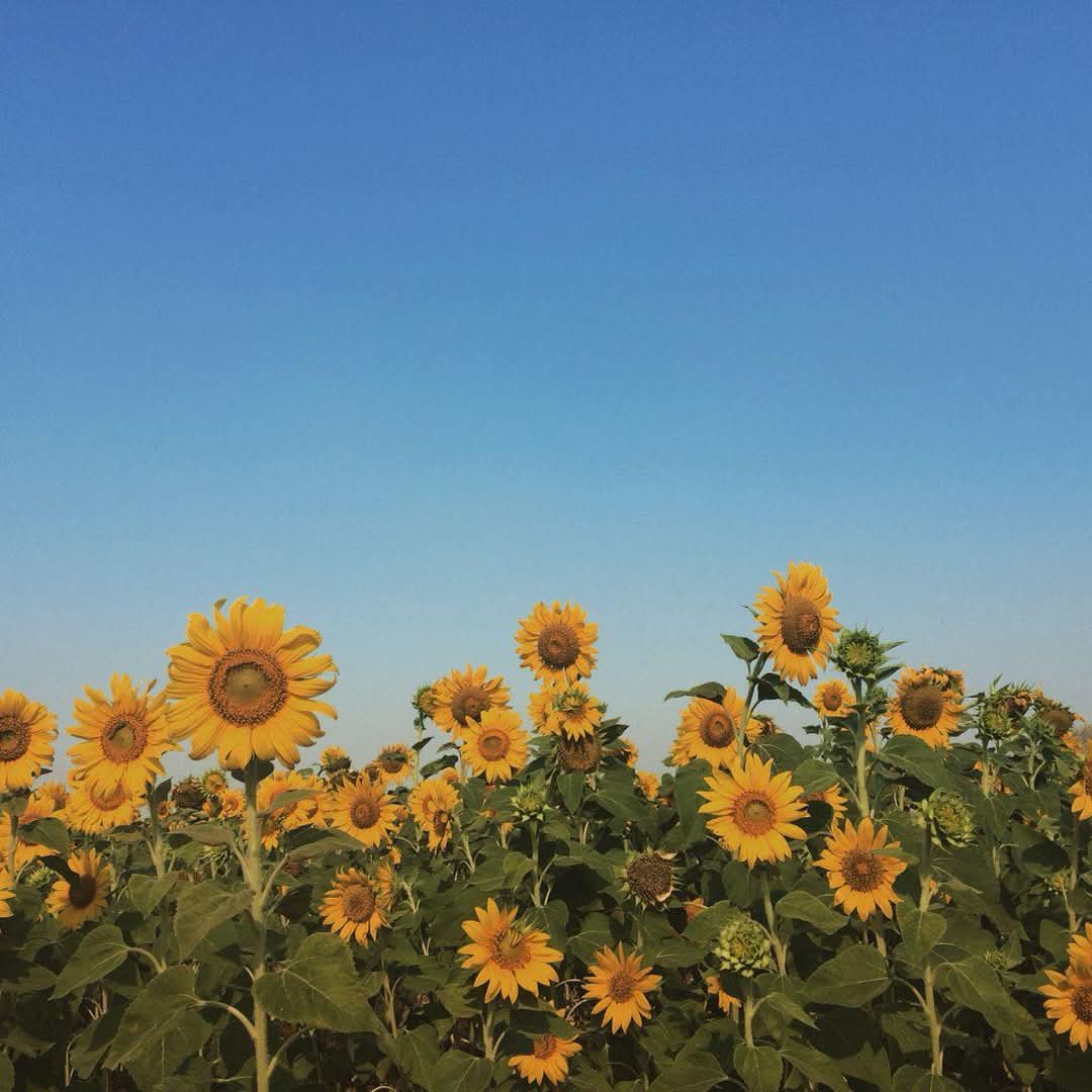 อีกไม่นานทุกอย่างในปีนี้ก็จะกลายเป็นบทเรียนและความทรงจำ.🍃🌻