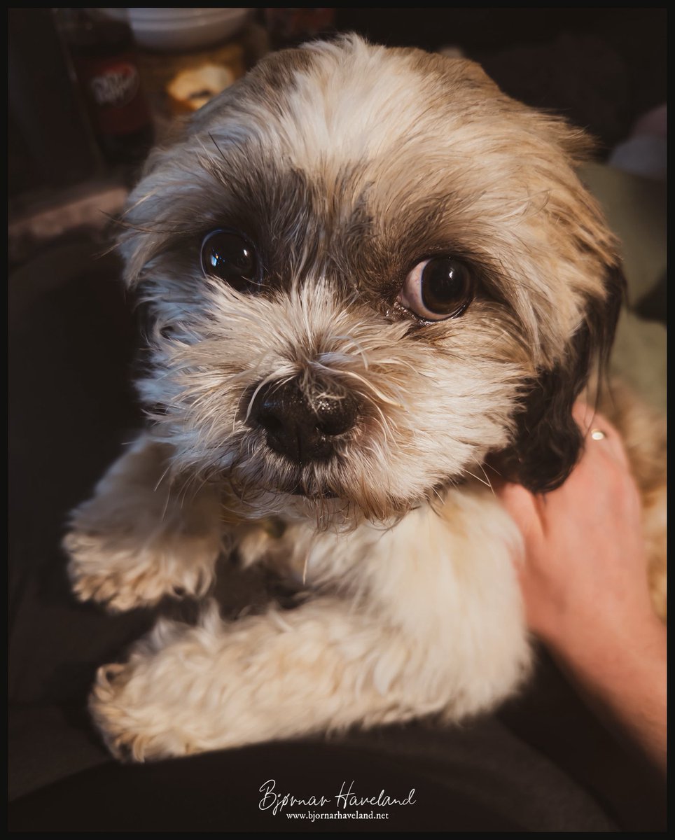 inshadowz's tweet photo. Our little girl Lilo is watching her first Ghibli movie (“The Boy and the Heron”), propped up on my leg for safety. This is from the part when it got *really* weird. “Seriously, Daddy?”

Oh you sweet summer child, just wait until we get to “Howl's Moving Castle” 😉 https://t.co/DtP6f6wZWu