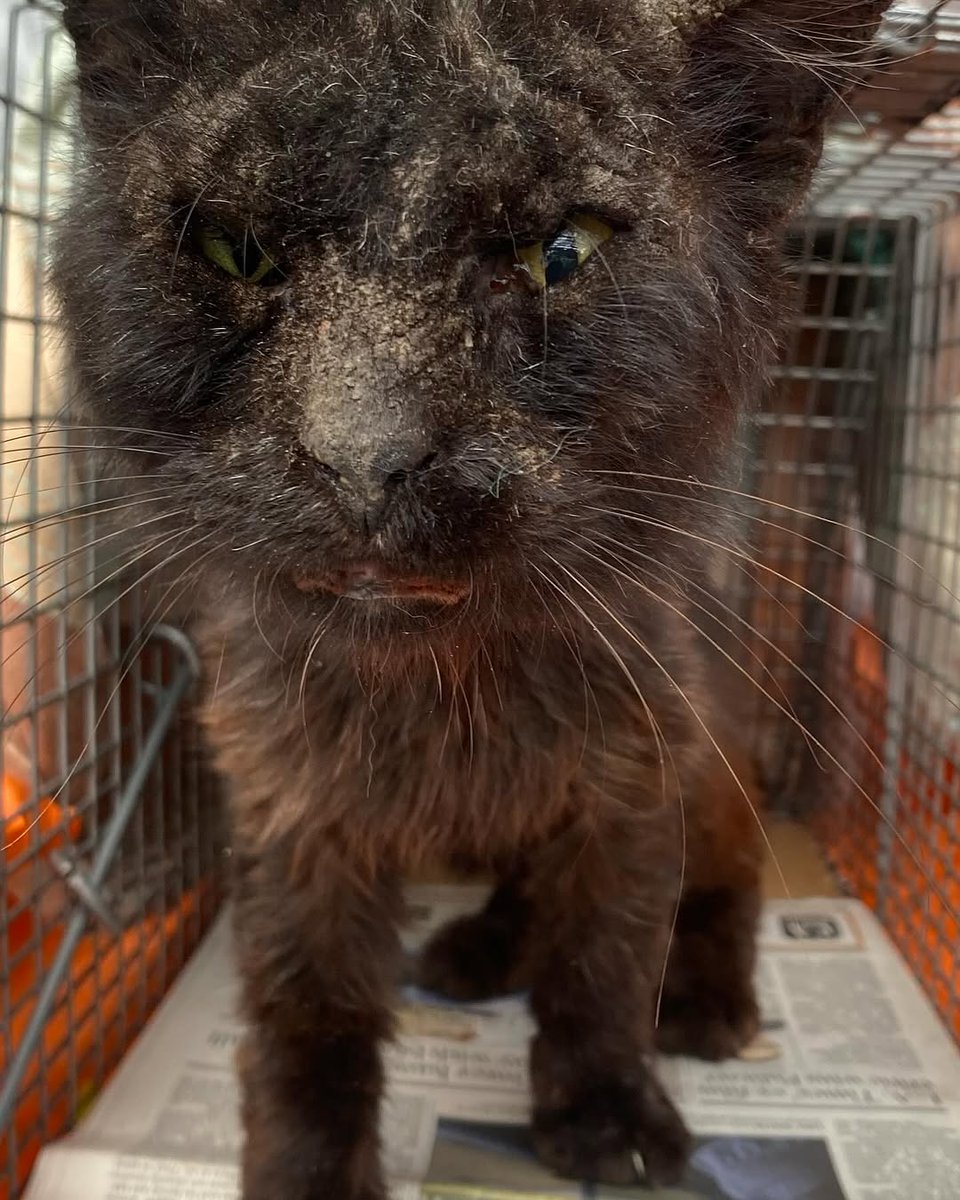 Mother Cat Rescue tweet media